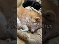 ソファがうばわれる季節 12歳柴犬と1歳黒猫#柴犬 #shibainu