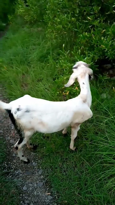 A white goat in green grass #goat #animals #farming #lifeisbutadream #nature