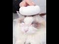 Ｍamy Pets 一鍵清毛寵物SPA梳子 product youtube thumbnail