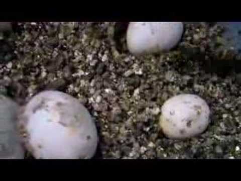 vsco meaning Cornsnake Eggs (10 more days)