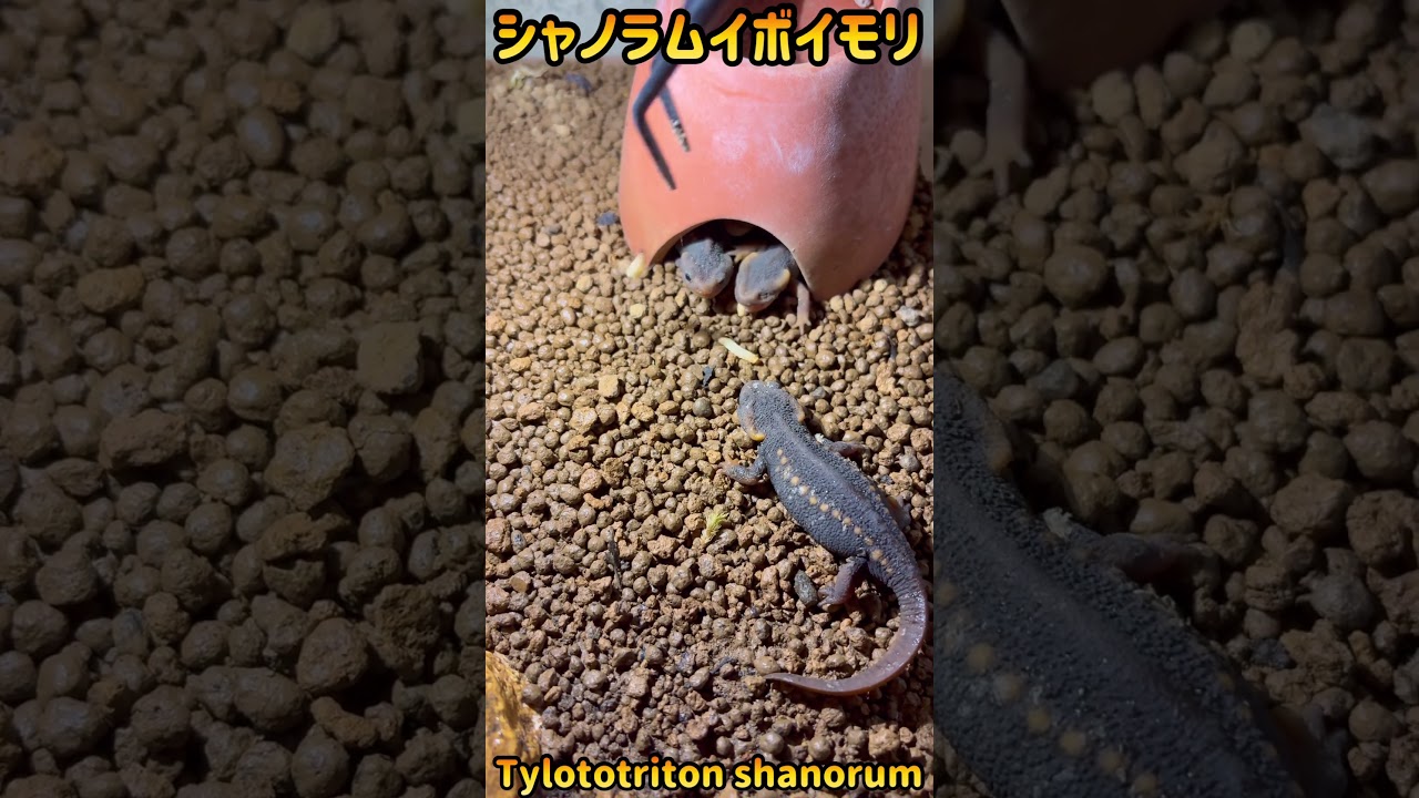 シャノラムイボイモリ 【公式通販】