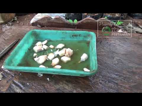 Video: Kapan memanen bawang putih yang ditanam di musim dingin di wilayah Moskow