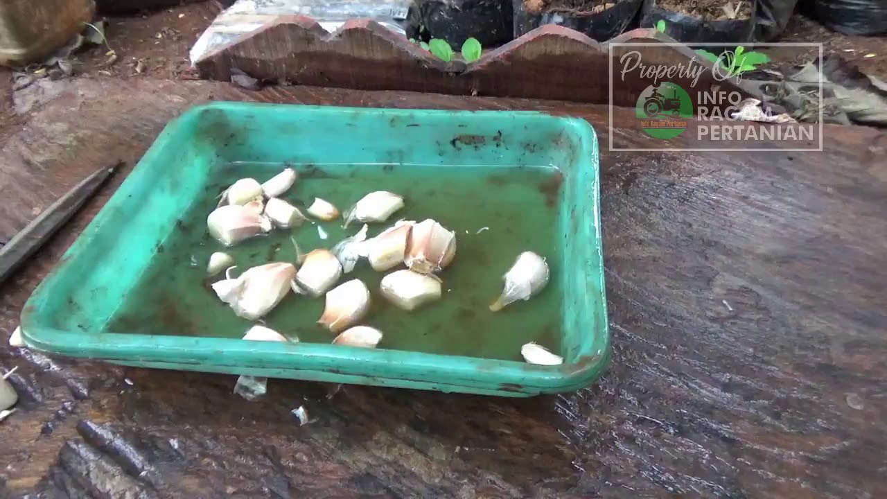 Mudahnya Menanam  Bawang Putih Di  Pot  Atau Polybag YouTube