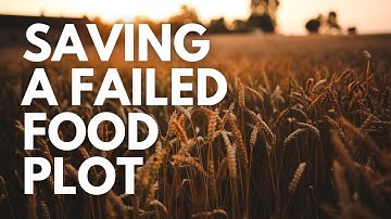 How I Save A Failed Food Plot With Winter Rye