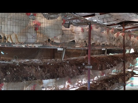 Video: Тоокту кантип кооздоо керек