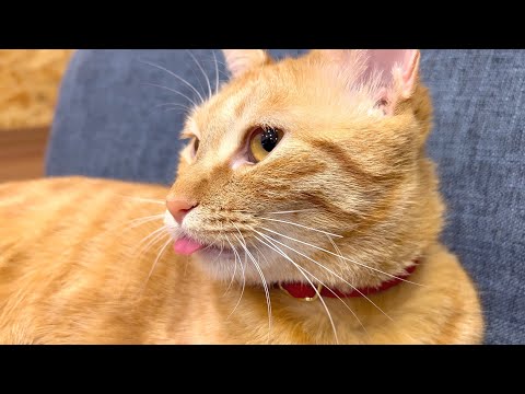おしゃぶり中に舌をしまい忘れた茶トラ猫がこちらです - YouTube