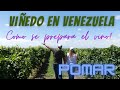 Visitando un viedo y bodegas de vino en venezuela