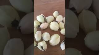 Download Lagu mey diwani hona jau tere bato me MP3