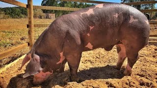 La raza de cerdo Pietrain y sus excelentes características productivas.