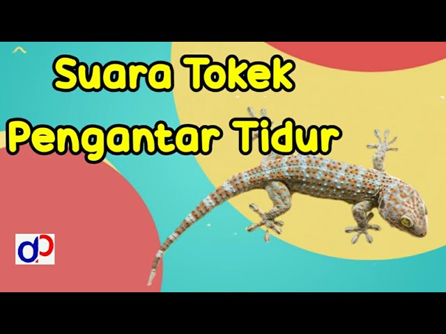 Suara tokek asli mp3 download