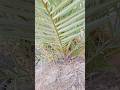 عثرنا على نخلة قرب عين ماء منظر يأسر القلب 