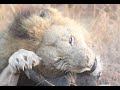 Orpen Male & Hyenas finish off Wildebeest | On the Beat in the Manyeleti #84