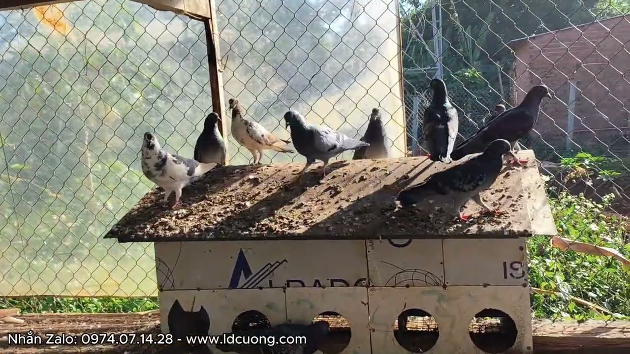 Clip đặc biệt cuối năm 2025. Bắt 3 cặp chim bồ câu sinh sản giao em khách Buôn Hồ.. Dự định năm 2026