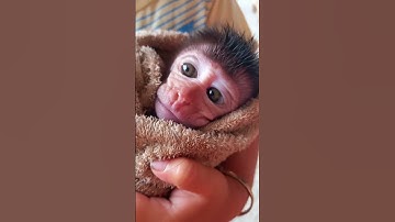 Monyet ketawa #shortvideo #monkey #babymonkeybobby #monkeyvideo #babymonkey