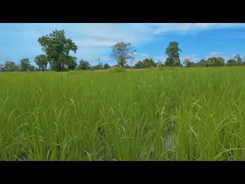 Beautiful natural rice field landscape