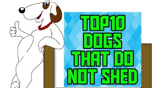 TOP 10 DOG BREEDS THAT DO NOT SHED/TOP 10 HYPOALLERGENIC DOGS|NIRU'S PET ZONE by Niru's Petzone 100 views 3 years ago 1 minute, 54 seconds