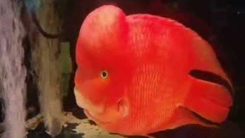 Cá La Hán Khỉ Đỏ - Thiên Đường Cá Cảnh