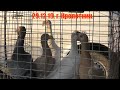 29.12.19. Птичий рынок г. Кропоткин (ч2) Kropotkin bird market (part 2)