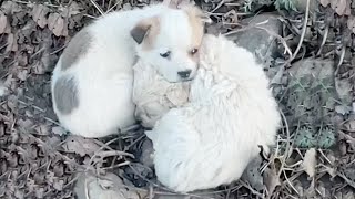 6°C, two poor puppies hugged each other and sat shivering in the bushes on the side of the road