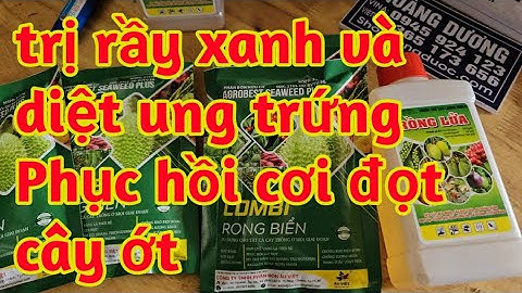thuốc trị rầy xanh diệt ung trứng chống rầy lột xác kháng thuốc và phục hồi phát đọt cho cây ớt 023