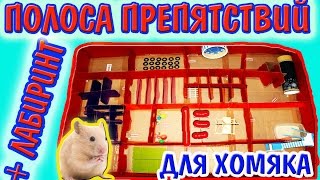 ПОЛОСА ПРЕПЯТСТВИЙ ДЛЯ ХОМЯКОВ / ЛАБИРИНТ ДЛЯ ДЖУНГАРСКОГО ХОМЯКА / ХОМЯКИ В ЛАБИРИНТЕ / hamster ПОЛОСА ПРЕПЯТСТВИЙ ДЛЯ ХОМЯКОВ / ЛАБИРИНТ ДЛЯ ДЖУНГАРСКОГО ХОМЯКА / ХОМЯКИ В ЛАБИРИНТЕ / hamster