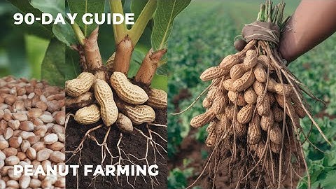 Peanut Farming Guide: From Seed to Harvest in Just 90 Days!