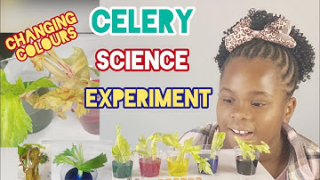 Celery Science Experiment, How Water Moves Up In Plants Revealed 🌱🧪
