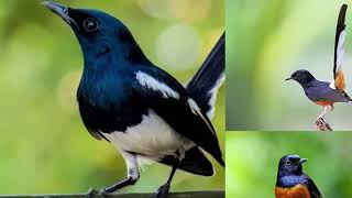 Sound Effect Suara Kicauan Burung