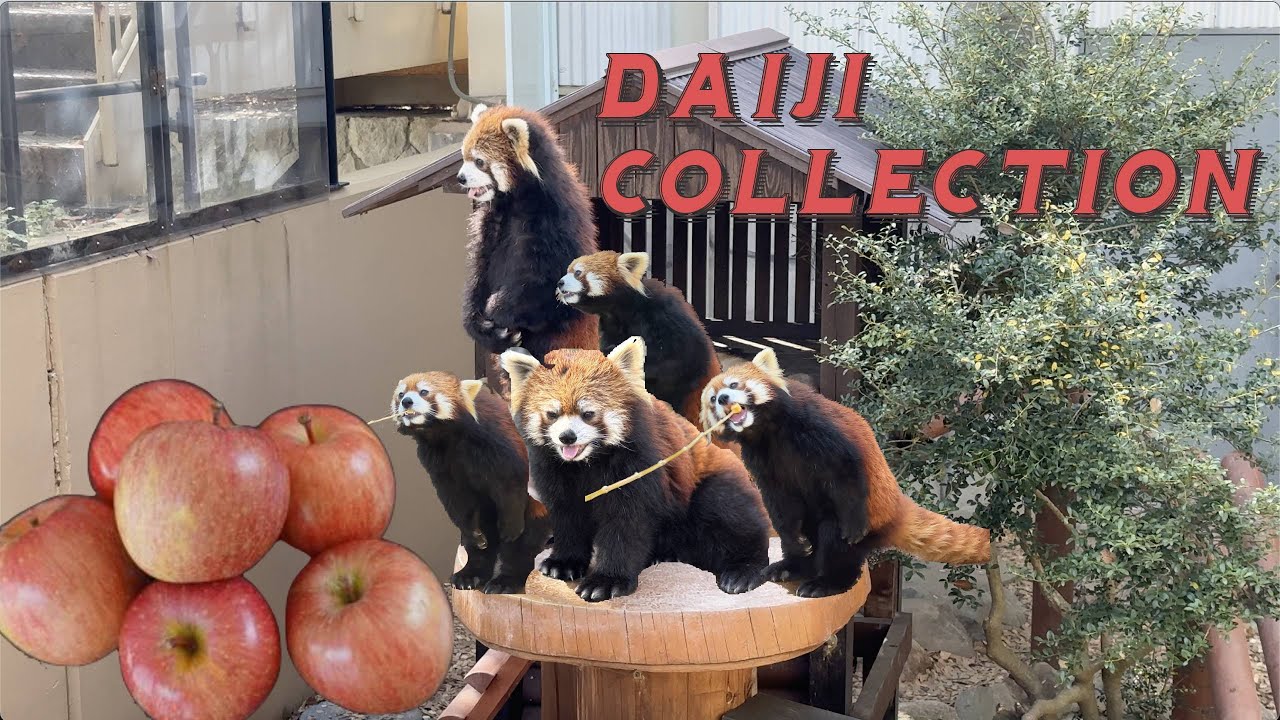 【姫路セントラルパーク】レッサーパンダ大事くん特集