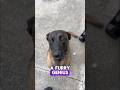 Belgian Malinois: This Dog Is Basically a Living Weapon 😳🐕#BelgianMalinois #shorts