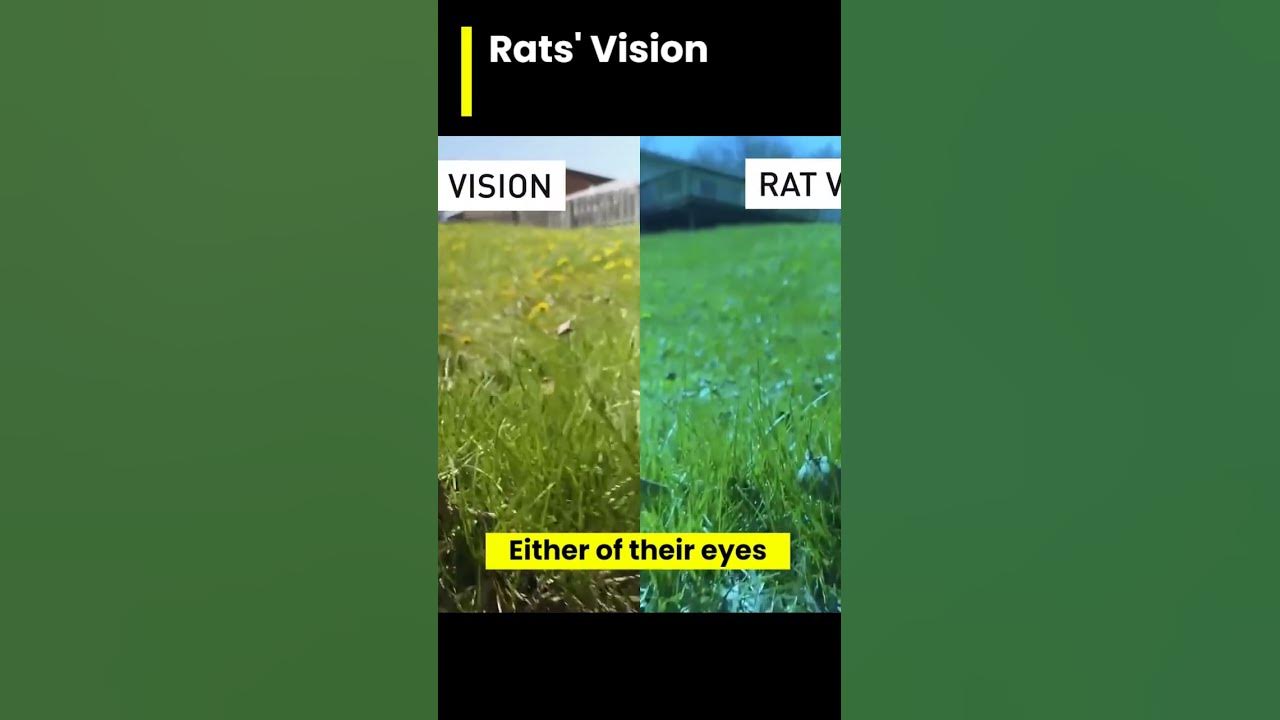 rats-vision-how-animal-see-the-world-part-8-youtube