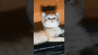 Funny Babies Laughing Hysterically at Cats Compilation (2023) #cat #cute #cartoonworld