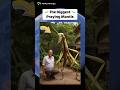 The Biggest Praying Mantis On Google Earth And Google Maps Googleearth Googlemaps Mantis