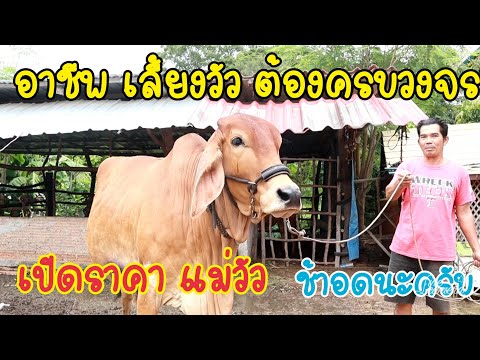 0658491724-ช้าอดเปิดsาคาหน้าคอ