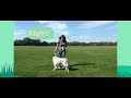 Teach Your Dog To Spin in 5 Steps!