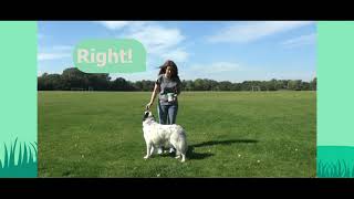 Teach Your Dog To Spin in 5 Steps! by Vet's Klinic 277 views 2 years ago 1 minute, 42 seconds