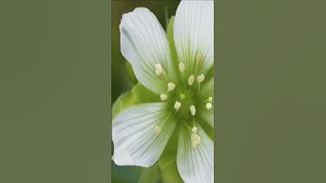 Sinh tồn nơi hoang dã ! (Cây bắt ruồi - Dionaea muscipula)