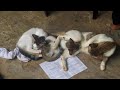 Funny cat in kerala(1)