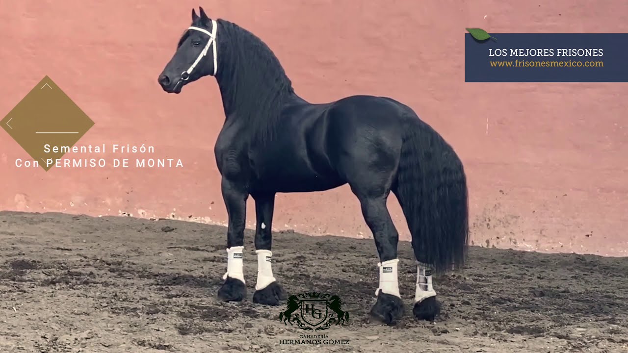 ¡Conoce más acerca del caballo Frisón! Por GHG.