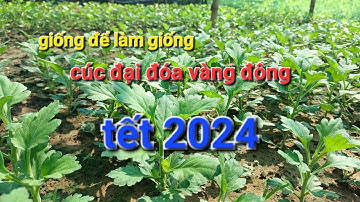 cúc đại đóa vàng đông cho anh em làm giống
