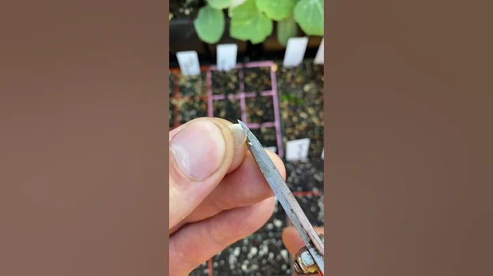 Why I cut my seeds before I plant them - DayDayNews