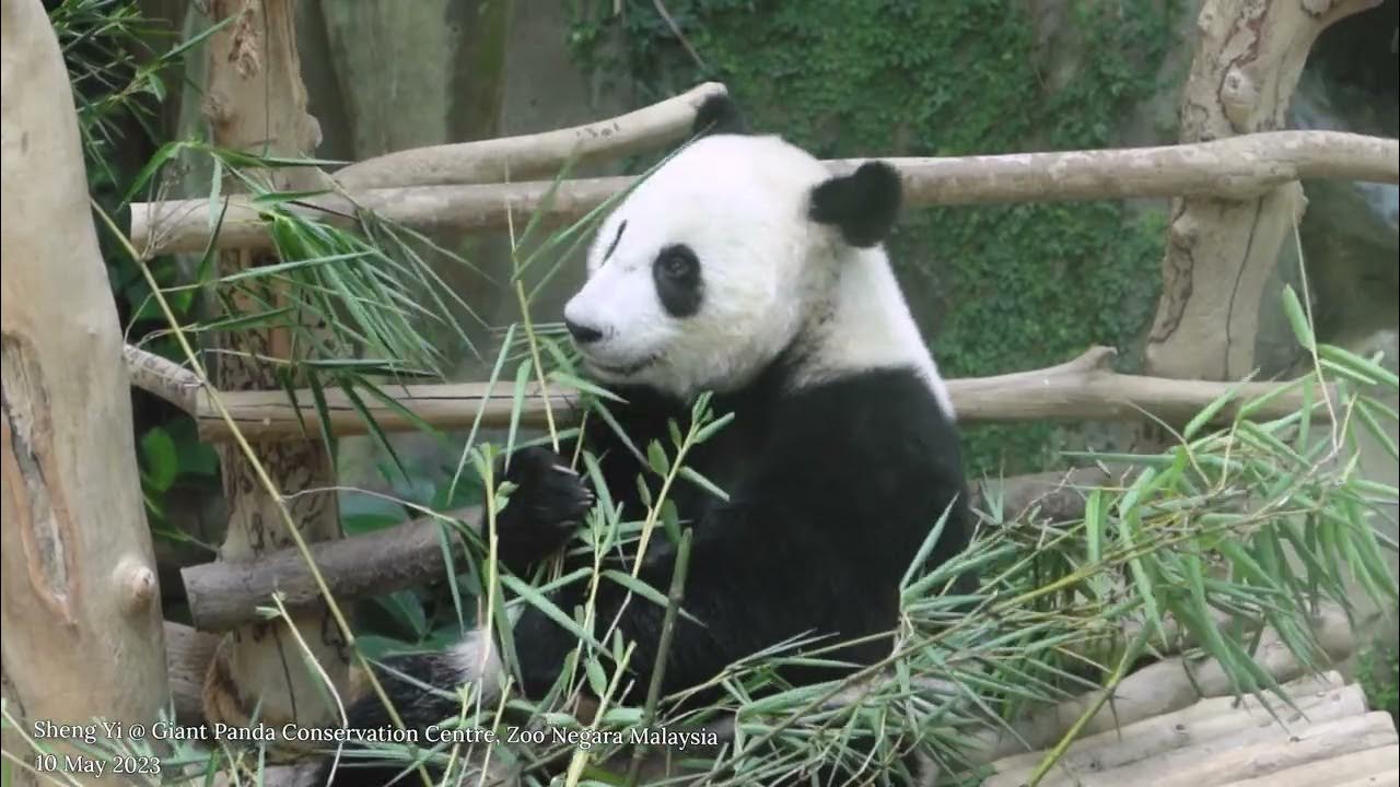 Giant Panda Sheng Yi 大熊猫升谊 Mukbang 吃播 @ Giant Panda Conservation Centre