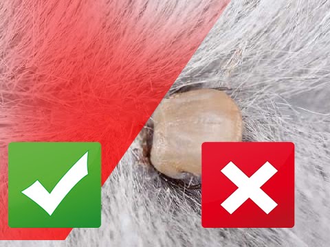 gregory and the hawk Tick-Borne Diseases and Your Cat
