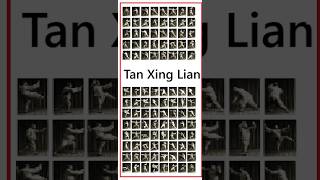 Yang Taijiquan: Tan Xing Lian training (Single Movement)