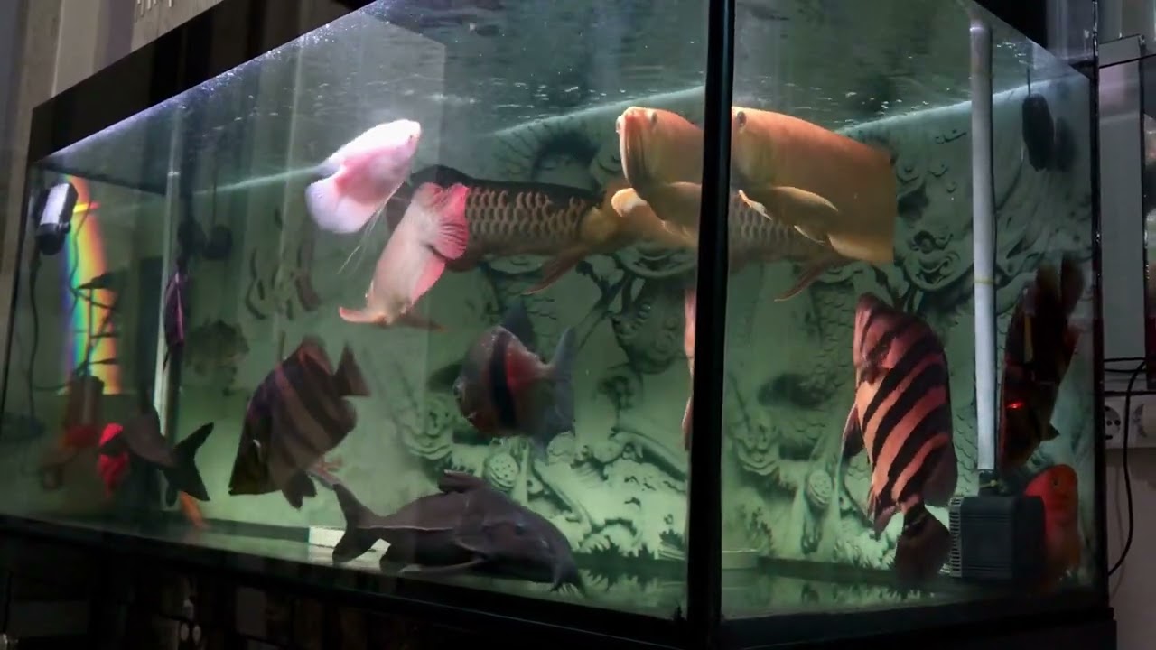 Comtank Arwana Super Red + Golden Red + Silver Albino + Datnoid