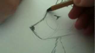 Рисуем волка(простой)(На видео показано как нарисовать волка.Легкой сложности., 2013-02-16T14:21:05.000Z)