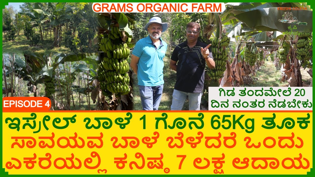 ಇಸ್ರೇಲ್ ಬಾಳೆ ಒಂದು ಗೊನೆ 65Kg ತೂಕ ಬಾಳೆ ಎಕರೆಯಲ್ಲಿ 7 ಲಕ್ಷ | ನೈಸರ್ಗಿಕ ಕೃಷಿ ಗೊಬ್ಬರ ಹಾಕಿಲ್ಲ Banana Farming