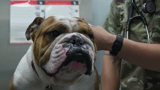 Aviano Vet Clinic