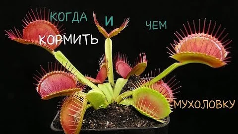 КАК ПРАВИЛЬНО КОРМИТЬ ВЕНЕРИНУ МУХОЛОВКУ