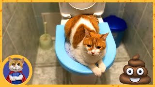 видео: Как приучить кота к унитазу? Миссия невыполнима? Посмотри какую кучу навалил Рыжик! картинка: Как приучить кота к унитазу? Миссия невыполнима? Посмотри какую кучу навалил Рыжик!